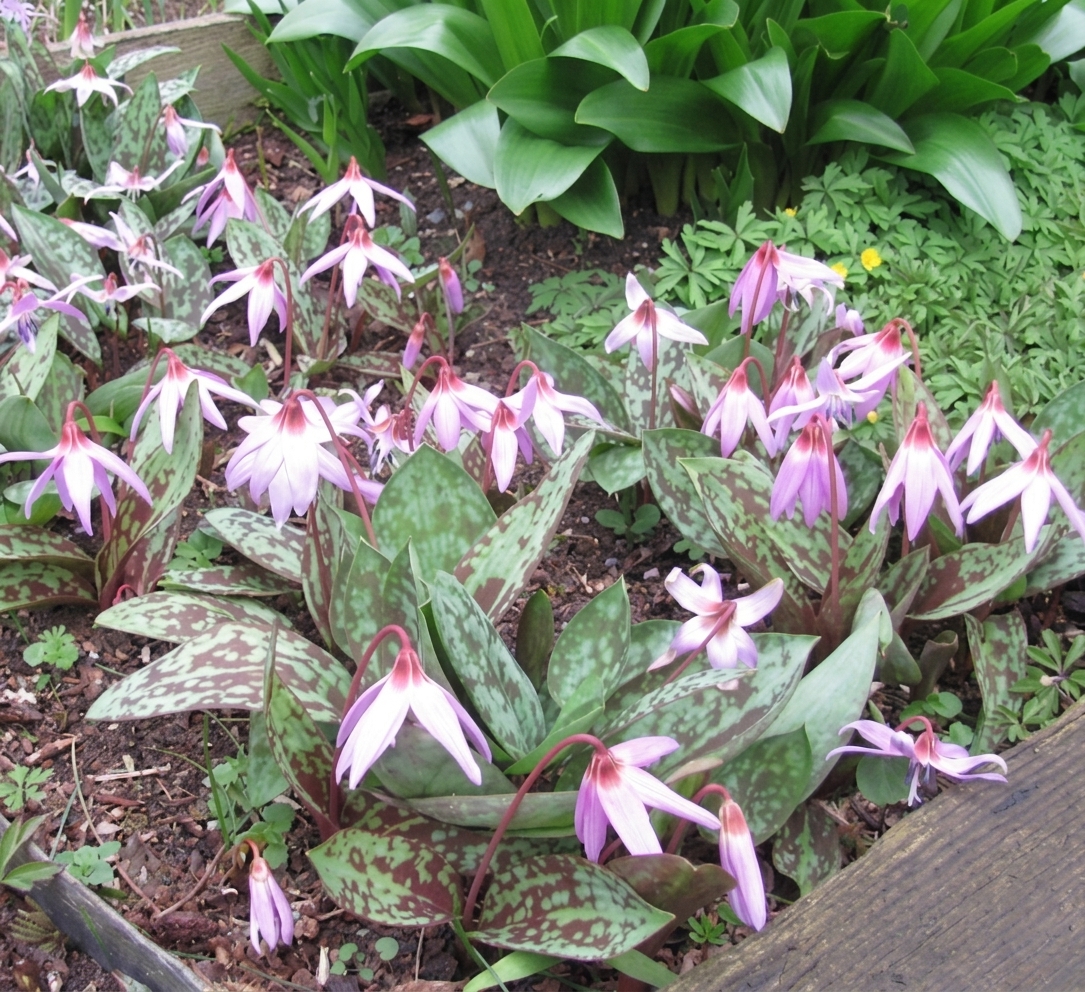 Erythronium dens-canis 